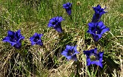 33Genziana di Koch (Gentiana kochiana)